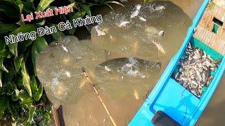 Lại Xuất Hiện Những Đàn Cá Khủng Bị Dồn Vào Đường Cùng | Kích Cá Miền Tây | Catch Fish