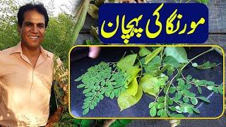 Discovering the Miracle Tree: Identifying Moringa for Beginners | Dr Shahzad  Basra