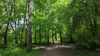 Silent Walk in Park Lotników, Kraków, Poland + Testing the DJI Osmo Pocket 3