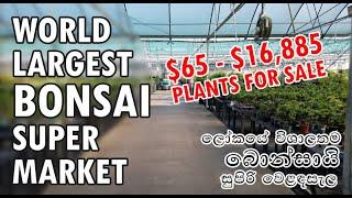 World Largest Bonsai Super Market in USA 2021