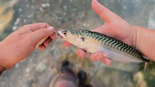 Different Ways to Catch Mackerel