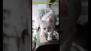 Cat Walks on Piano – Relaxing Random Piano Notes #cat #shorts