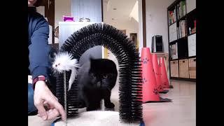 Clickertraining Katze Minka