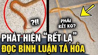 Đăng clip CON RẾT có chiều dài bất thường, chàng trai vào ĐỌC BÌNH LUẬN mới vỡ lẽ | Tin 3 Phút