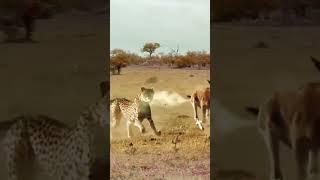 The leopard chases and loses confidence. The confusing behavior of the animal. Funny animal video