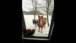 #бременскиемузыканты  #лошадь #осёл #котвсапогах #кот #gato #cavalo #burro #villagevlog #nature