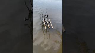 CARP BITE #fishing #carpfishing