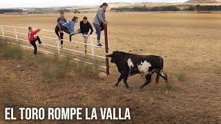 El Toro Rompe la Valla y se Escapa