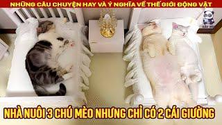 Nhà có ba con mèo nhưng chủ chỉ sắp xếp hai chiếc giường và cái kết || Review Con Người và Cuộc Sống