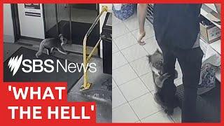 Koala wanders into servo and latches onto staff | SBS News