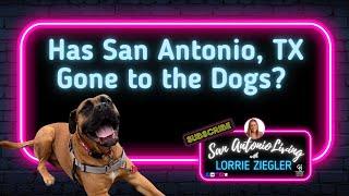 Has San Antonio Gone to the Dogs? | Tips for Pet Lovers