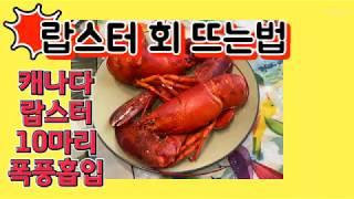 랍스터 회뜨기 / 오늘 저녁은 살아 있는 랍스터 10마리 / 캐나다 랍스터 / Live Lobster cooking recipe