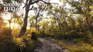 A Solo Hike at Sunset | Australian Bush | Virtual Hike