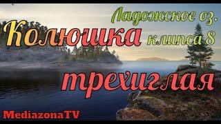 Русская Рыбалка 4 Ладожское оз  Колюшка трехиглая 22 05 23