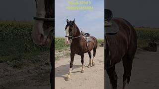 AXILES SOTUVDA YOSHI 9 DA BOI 1.65#horse