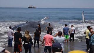 Giant beached blue whale saved by fishermen off Chile coast