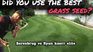 THE BEST GRASS SEED to plant?  THIS Perennial ryegrass may just be it!