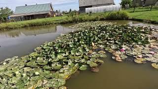 Oбзор пруда и территории рыбалка на пруду