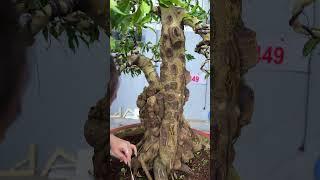 Cây Sanh Nu Bướu rất quái #bonsai  #phongthuy