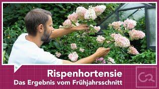 Rispenhortensie – Das Ergebnis vom Frühjahrsschnitt