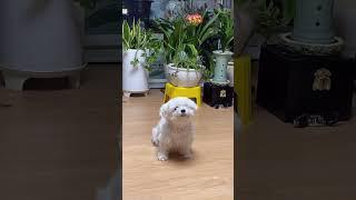 콩이의하루
