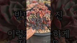 반만 하엽 진 다육이 이렇게 깔끔하게 정리하세요 #다육 #다육식물 #릴스 #좋아요 #구독 #구독자 #일상 #매장 #알고리즘 #succulent
