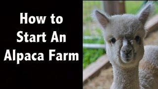 How to Start an Alpaca Farm - Greenfield - New Hampshire Tourism