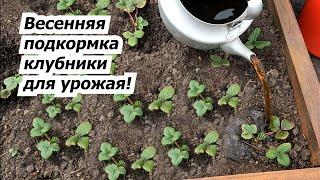 Первая и очень важная подкормка клубники весной!