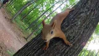 Squirrels in Gorky Park, Moscow