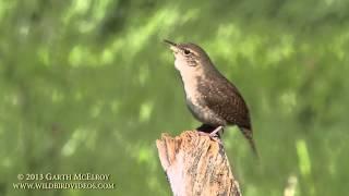 House Wren in Maine