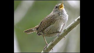 Eurasian Wren singing, song, call. 4K