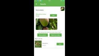 PlantSnap identifies a Mango (Mangifera indica)