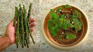 How to propagate rose from cuttings || grow rose from cuttings