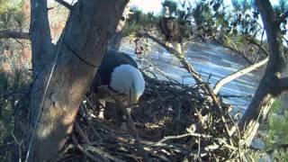 Renovations to the new nest at Harrison Bay