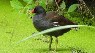 Kokoszka / Moorhen