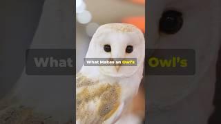 Why, What, and How? Fun Facts for Curious Kids! #animalfacts