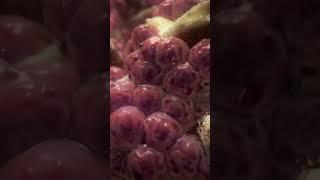 Enjoy your SciArt clip! | Medical Animation