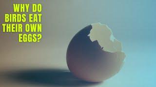 Why do birds eat their own eggs | Birds apny eggs q torty han | Urdu/Hindi