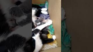 Os peludinho . Gatos recem nascido