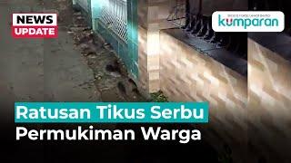 Geger Ratusan Tikus Serbu Permukiman Warga di Karawang