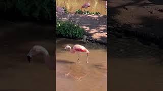 Pink Flamingo 