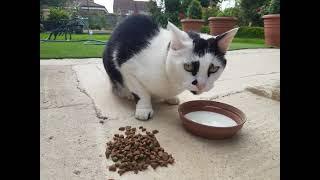 The cat