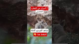 تعرف على اسرار عالم الثعلب الحصيني  الماكر اذكى الحيوانات #نوافذ_برية #ثعلب #حصيني