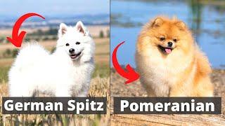 German Spitz vs Pomeranian: Which one would be better for you?