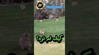 أقوى لحظات الإفتراس