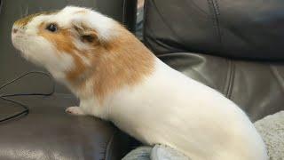 Chip The Chipper Guinea Pig [KONA & SUBA GUINEA PIGS]