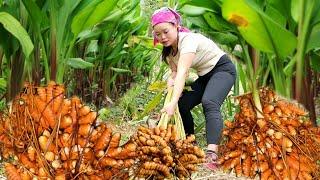 "Harvesting Turmeric Garden to Sell at Market - Cooking Alone (Roast Duck) | Trieu Mai Huong".