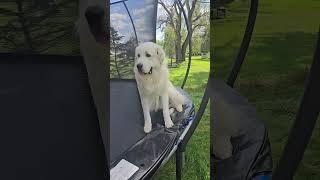 Huge Dog STUCK On A Trampoline