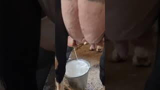 Sut Berishni Yorvoradigan Sigirlar