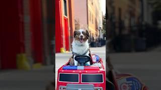 Kaido is the official mascot of the FDNY #funny #dog #howling #australianshepherd